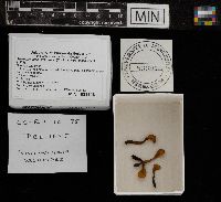 Media resource of Spathulariopsis velutipes