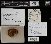 Rhodotus palmatus image