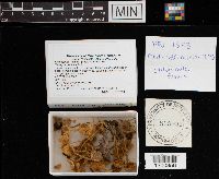 Clitocybula familia image