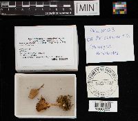 Pseudoarmillariella ectypoides image