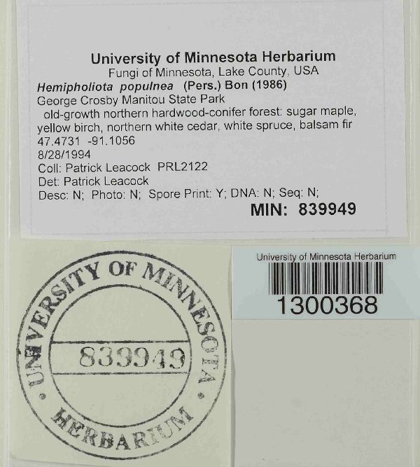 Hemipholiota populnea image