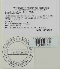 Lenzites betulinus image