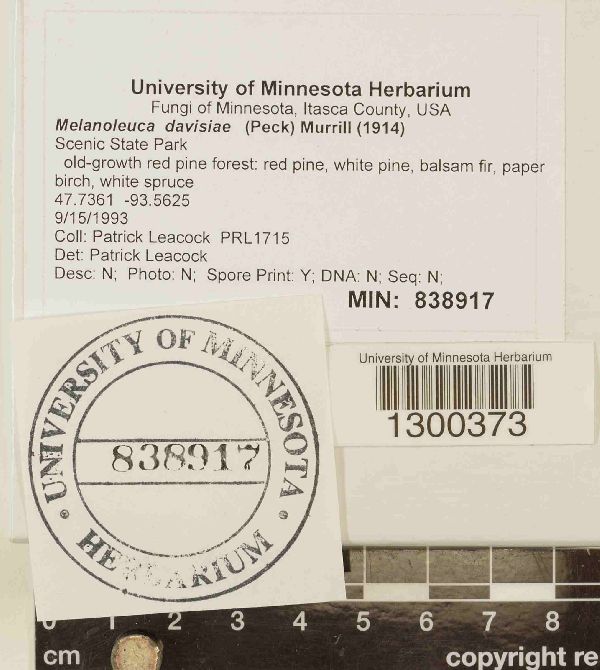 Melanoleuca davisiae image