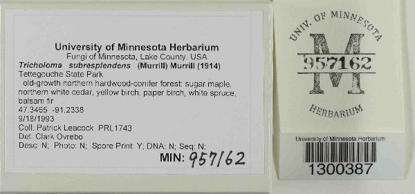Tricholoma subresplendens image