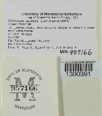 Tricholoma equestre image