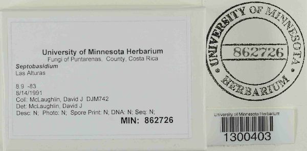 Septobasidiaceae image