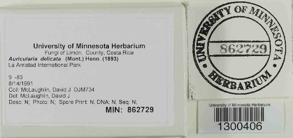 Auricularia delicata image