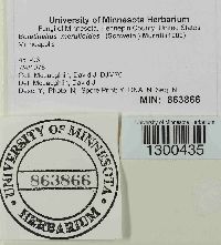 Boletinellus merulioides image