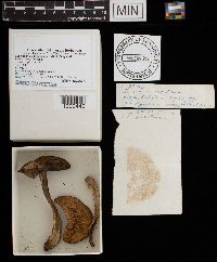 Leccinum aurantiacum image
