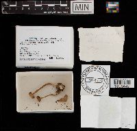 Thumbnail image of current specimen