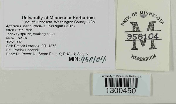 Agaricus nanaugustus image