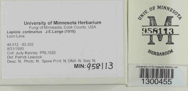 Lepiota cortinarius image