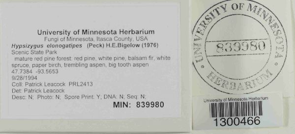 Hypsizygus elongatipes image