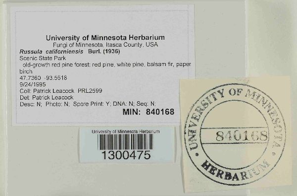 Russula californiensis image