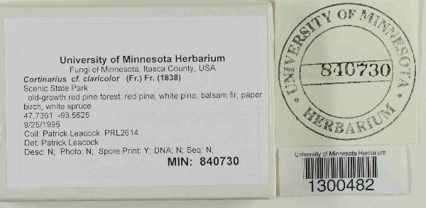 Cortinarius claricolor image