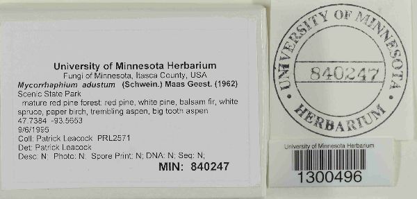 Mycorrhaphium adustum image