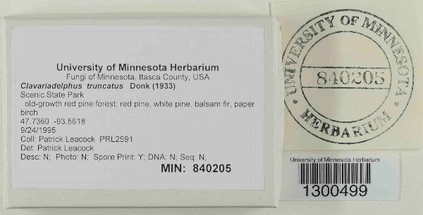 Clavariadelphus truncatus image