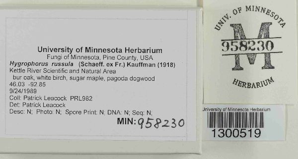 Hygrophorus russula image