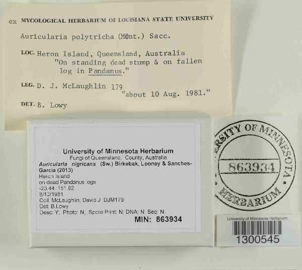 Auricularia nigricans image