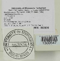 Strobilomyces strobilaceus image