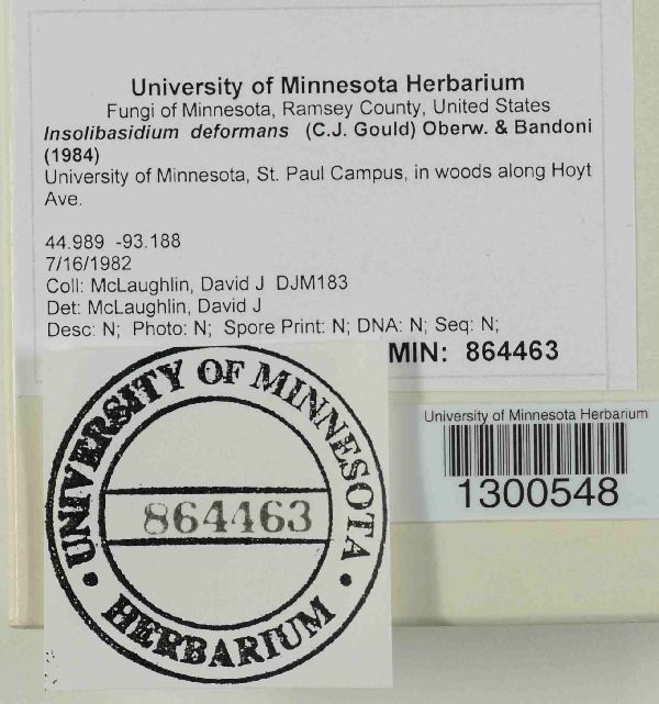 Insolibasidium deformans image