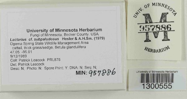 Lactarius subpaludosus image