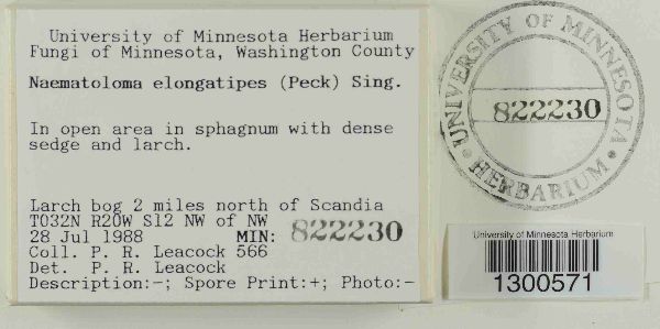 Hypholoma elongatum image