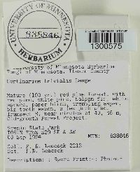 Cortinarius trivialis image