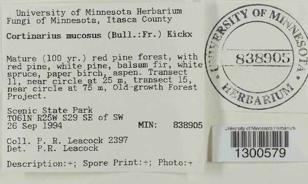 Cortinarius mucosus image