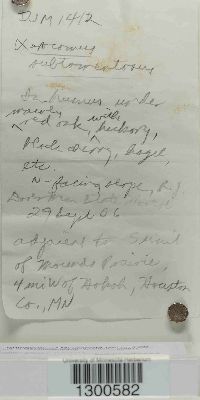 Boletus subtomentosus image