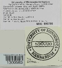 Ganoderma lucidum image