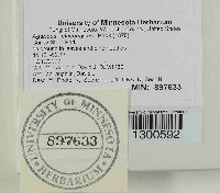 Agaricus placomyces image