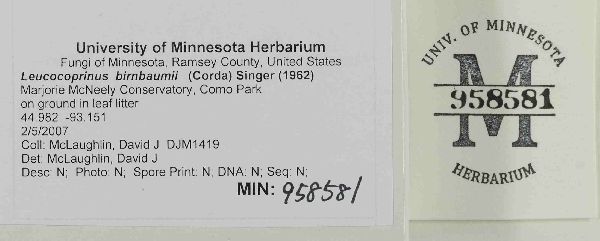 Leucocoprinus birnbaumii image