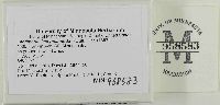 thumbnail image of current specimen