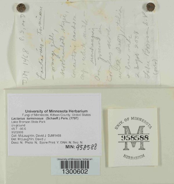 Lactarius torminosus image