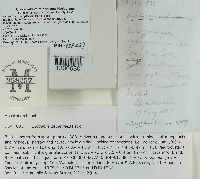 Lactarius deceptivus image