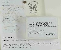 Craterellus tubaeformis image