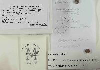 Cantharellula umbonata image