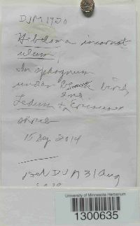 Hebeloma incarnatulum image