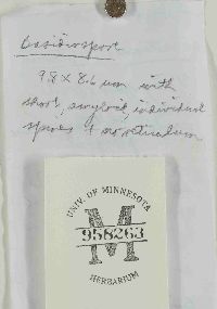 Lactarius deceptivus image