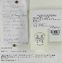 Lactarius deceptivus image