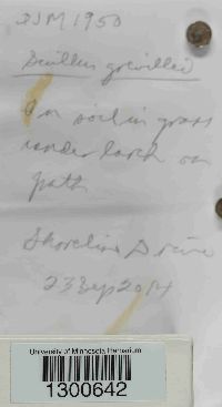 Suillus grevillei image