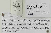 Peziza repanda image