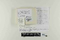 Hypsizygus ulmarius image