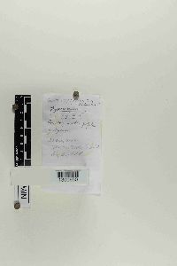 Gymnopilus sapineus image