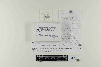 Gymnopilus sapineus image