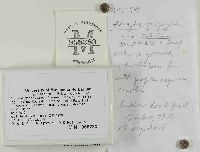 Inocybe geophylla image