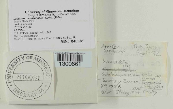 Lactarius aquizonatus image