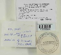 Lactarius scrobiculatus image