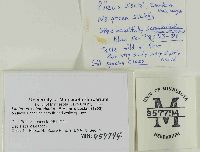 Lactarius salmonicolor image